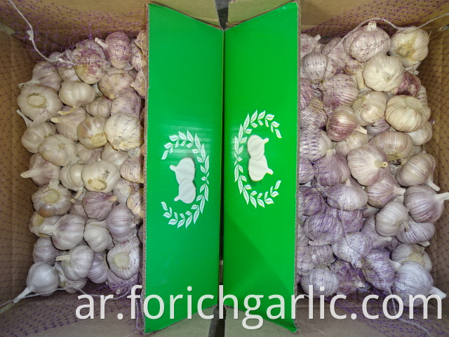 Fresh Normal Garlic High Quality 2019